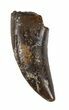 Small Theropod Tooth (Nanotyrannus?) - Montana #52684-1